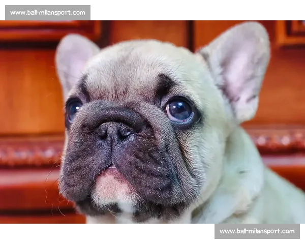 赛法斗：踢击独尊的优雅格斗艺术